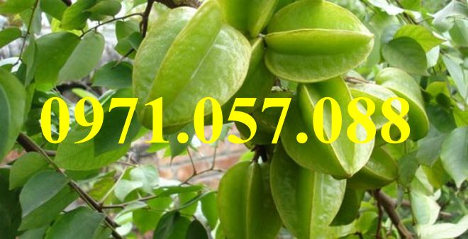 CÂY GIỐNG KHẾ NGỌT
